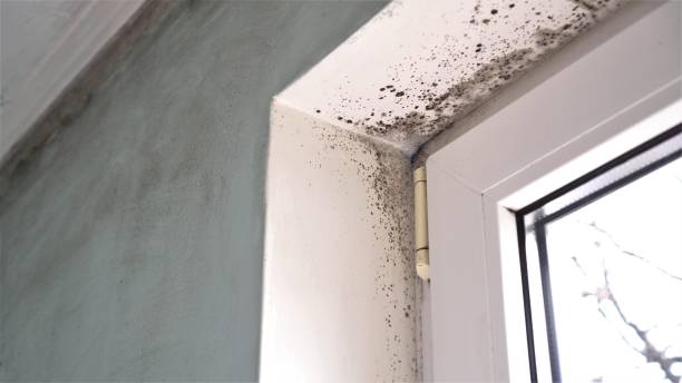 Best Commercial Mold Remediation in Wellington, CO