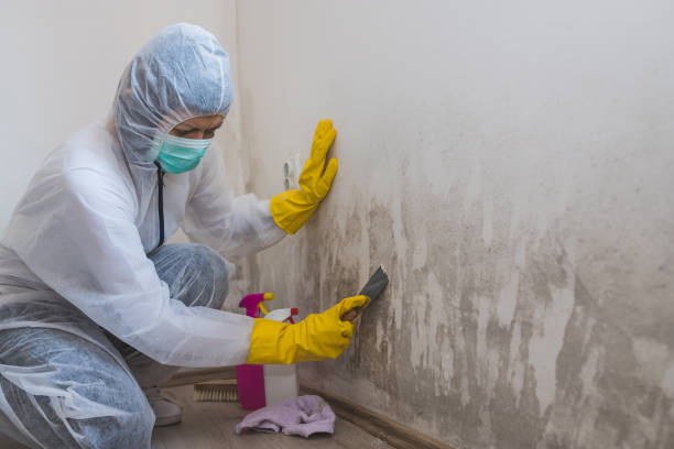 Best Health and Safety Mold Remediation in Wellington, CO