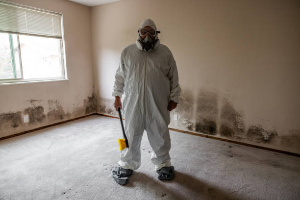 Best White Mold Remediation in Wellington, CO