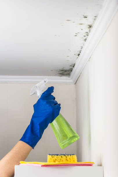 Best Mold Remediation for Specific Building Types in Wellington, CO